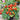 182 Funnyplums Red F1 Tomato, 3 Seeds