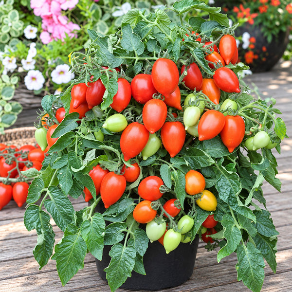 182 Funnyplums Red F1 Tomato, 3 Seeds