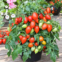 182 Funnyplums Red F1 Tomato, 3 Seeds