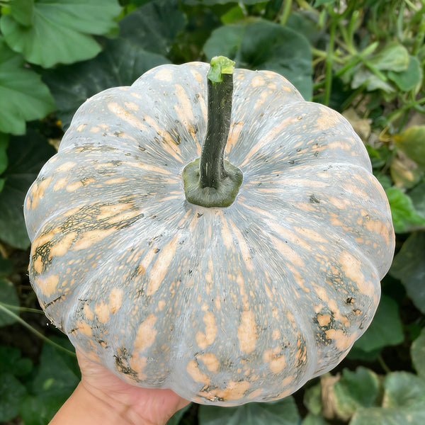 Sweet Dough Millstone Pumpkin, 10 Seeds