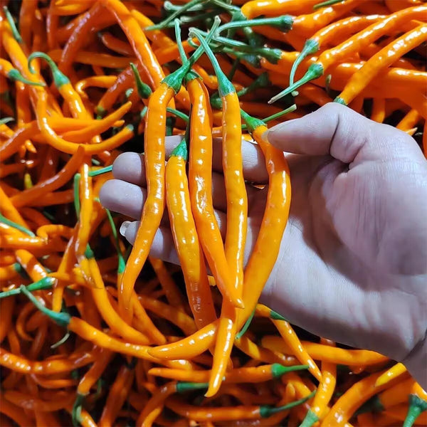 'Yellow La Mei' Long Chili Pepper Seeds, 2g