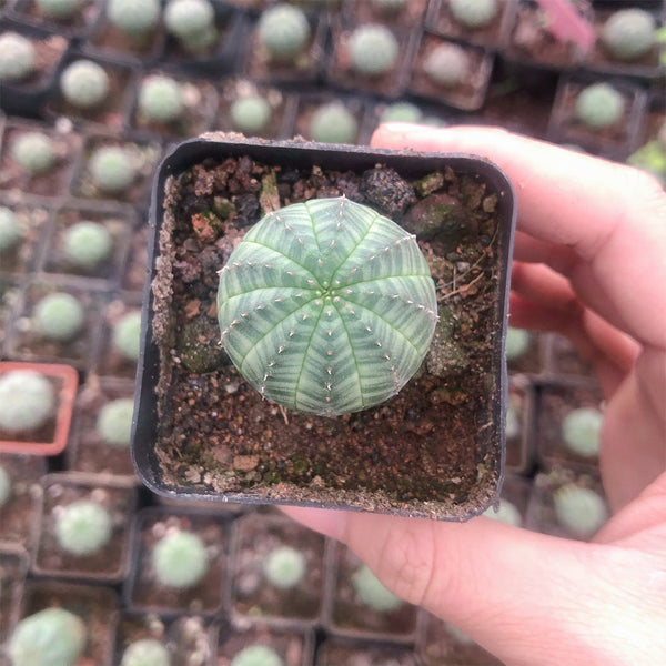 Euphorbia obesa 'Baseball' Live Succulent, 2-3cm