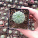 Euphorbia obesa 'Baseball' Live Succulent, 2-3cm