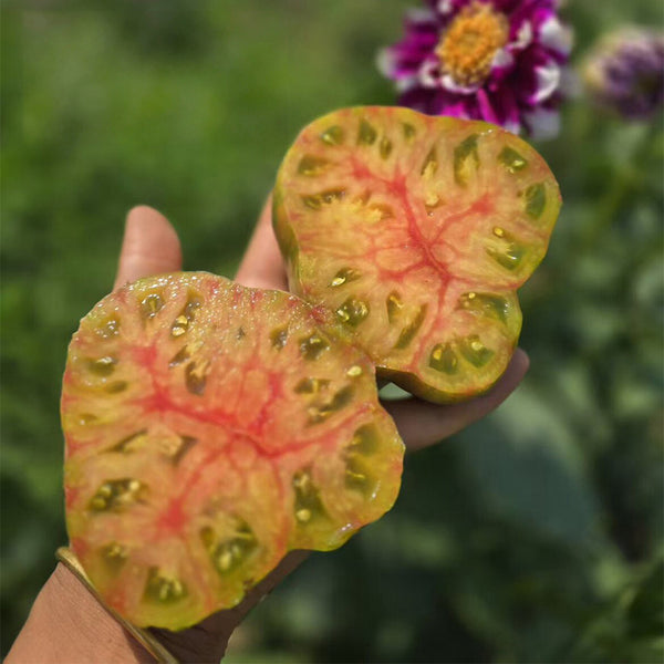888 Marmalade Temptation F2 Tomato, 5 Seeds