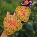 888 Marmalade Temptation F2 Tomato, 5 Seeds