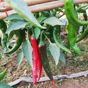 Lameizi Chili Pepper Seeds, 1g
