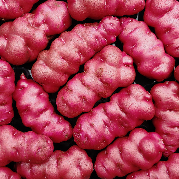 True Potato Seeds (TPS), Lookin' Waqy, 4 Seeds