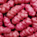 True Potato Seeds (TPS), Lookin' Waqy, 4 Seeds