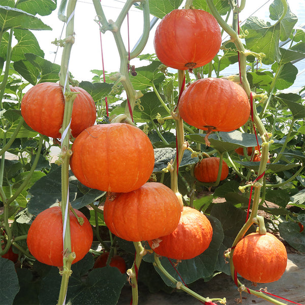 Golden Honey Pumpkin Seeds, 10 Seeds
