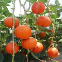 Golden Honey Pumpkin Seeds, 10 Seeds