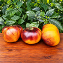 497 Purple Sunrise Tomato, 5 Seeds