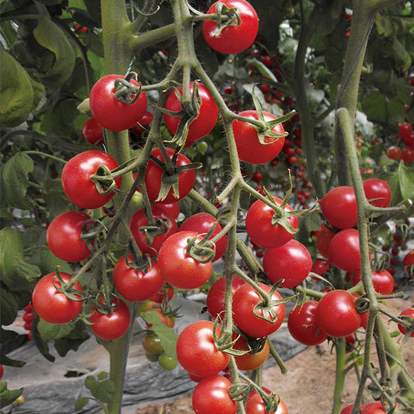Pink Peach Tomato, 20 Seeds