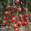 Pink Peach Tomato, 20 Seeds