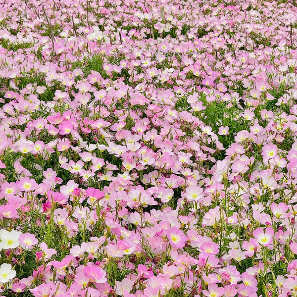 Pink Evening Primrose, 1g