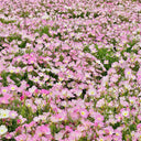 Pink Evening Primrose, 1g