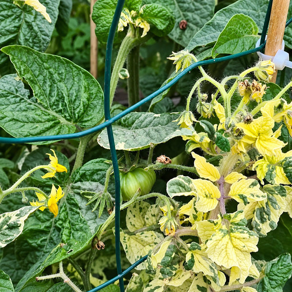 206 Dwarf Walter's Fancy Tomato, 5 Seeds
