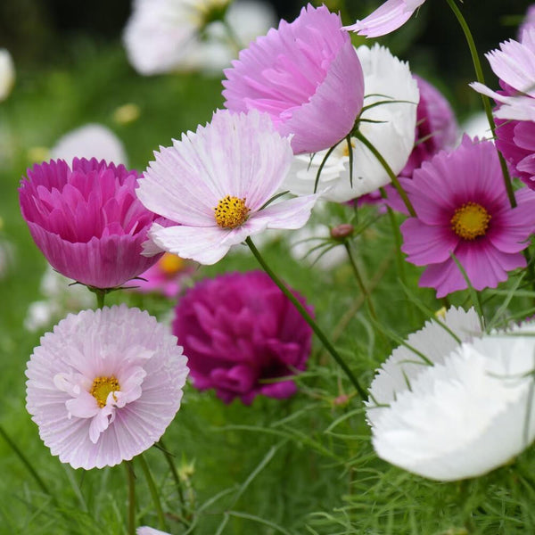Hezhichun Cosmos bipinnatus 'Cupcakes' Seeds, 1g