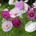 Hezhichun Cosmos bipinnatus 'Cupcakes' Seeds, 1g