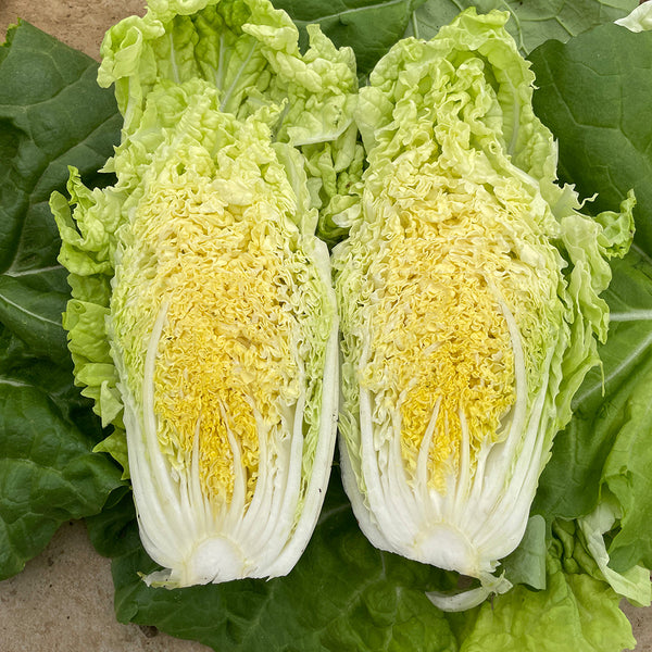 'Jiaoyan Guifei' Baby Cabbage Seeds, 10g