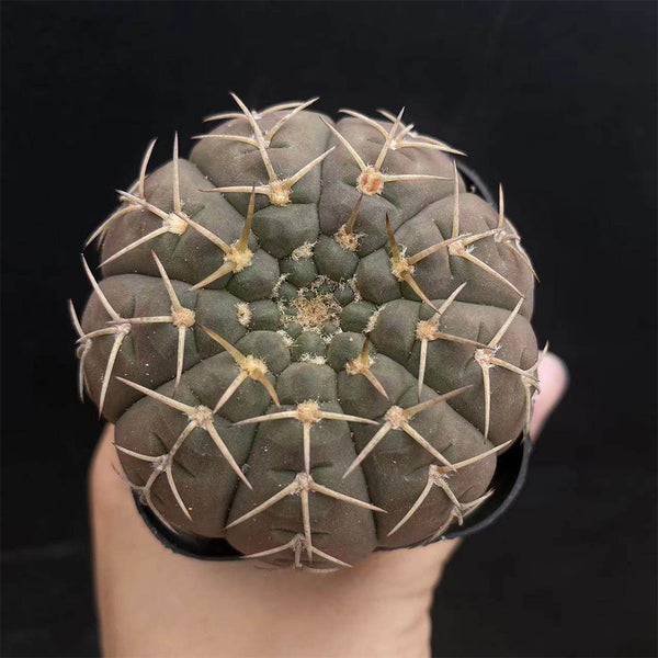 Gymnocalycium stellatum var. paucispinum, 3-4cm