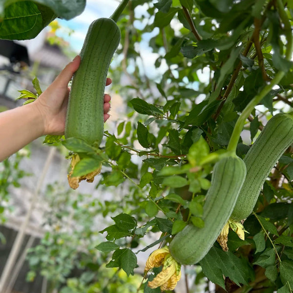 Chunyi Luffa, 20 Seeds