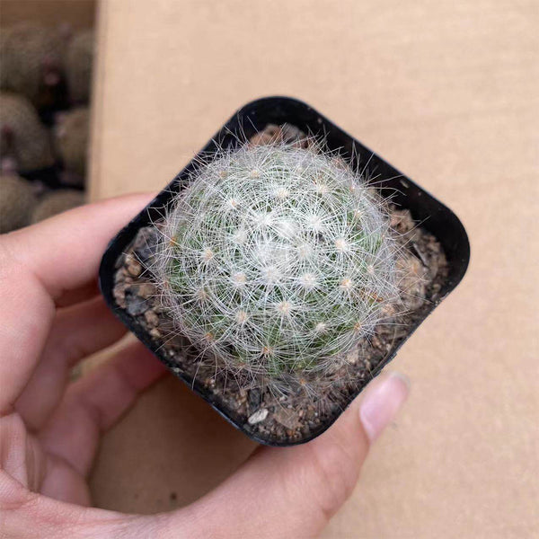 Mammillaria baumii, 3cm