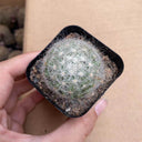 Mammillaria baumii, 3cm