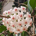 Hoya carnosa 'Jade', 5 Cuttings