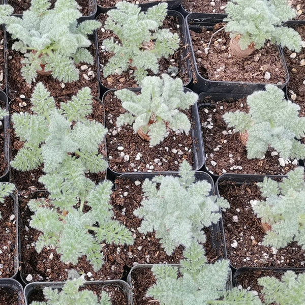 Sweet Scented Geranium, 5 Seeds