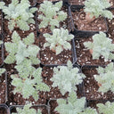 Sweet Scented Geranium, 5 Seeds