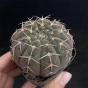 Gymnocalycium stellatum var. paucispinum, 3-4cm