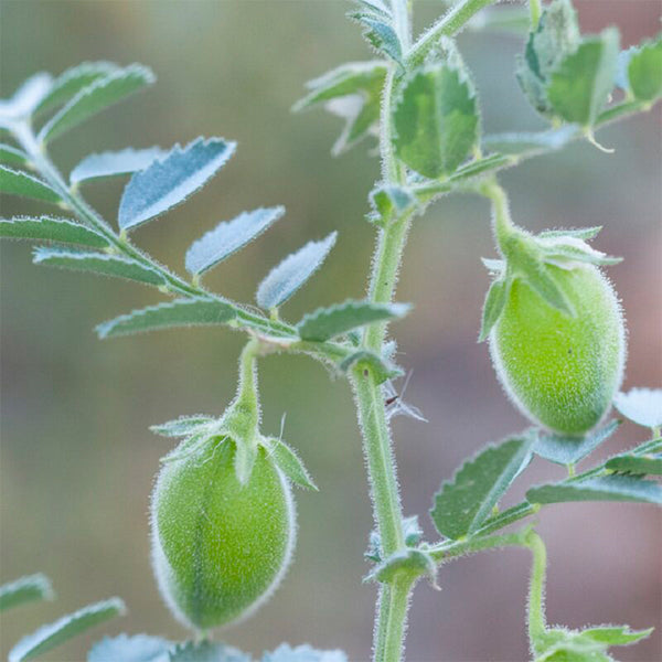 Kabuli Chickpea Seeds, 20g