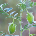 Kabuli Chickpea Seeds, 20g