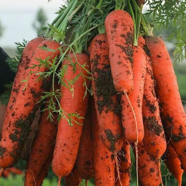 Five-Inch Ginseng Carrot Seeds, 10g