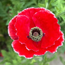 Red with White Edge Corn Poppy, 1000 Seeds