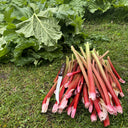Garden Rhubarb, 15 Seeds