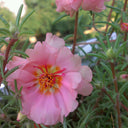 Hezhichun Pink Moss-Rose Purslane Seeds, 1g