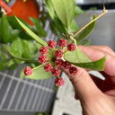 Hoya inconspicua, 1 Cutting