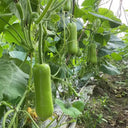 Cuiying Bottle Gourd Seeds, 10g