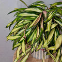 Hoya kentiana 'Variegata', 3 Cuttings