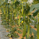Huaxiu Sponge Gourd Seeds, 10g