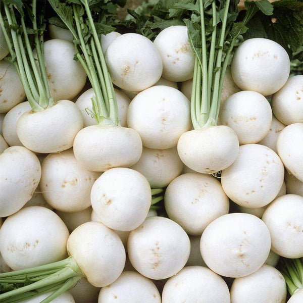 White Cherry Radish Hybrid Seeds, 50 Grams ≈ 5500 ~ 6500 Seeds