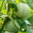 Emerald Sweet Melon Seeds, 100 Seeds