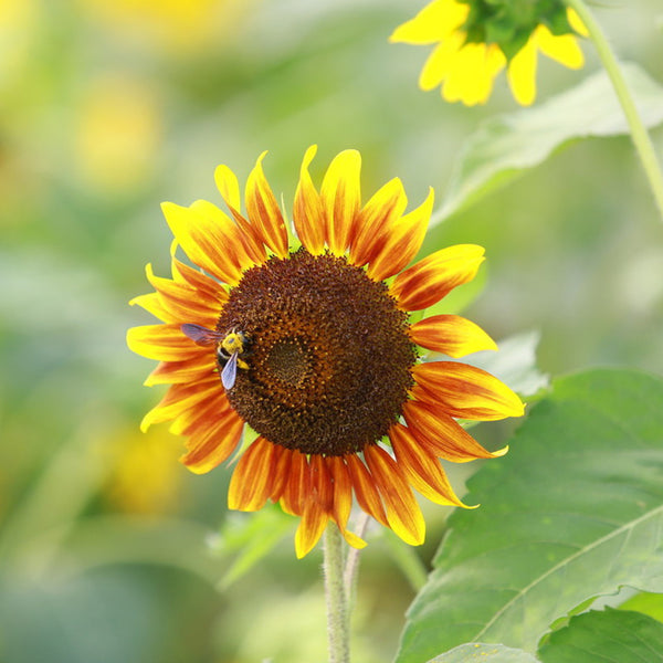 HEL10 Mixed Color Sunflower, 50 Seeds
