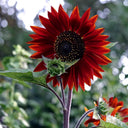 Hongyun Sunflower, 100 Seeds