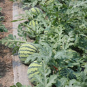 Meijia 84-24 Hybrid Watermelon, 30 Seeds