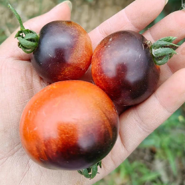 946 Tsukuyomi Special Leaf Tomato, 5 Seeds