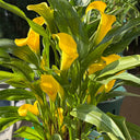 'Dana' Calla Lily, 18/20cm Circumference, 1 Bulb