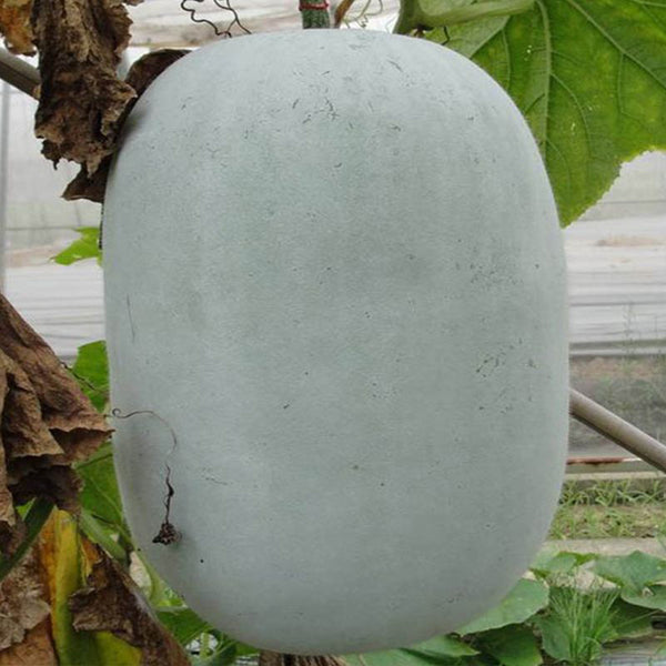 Jiemei Pink Skin Winter Melon Seeds, 50 Seeds