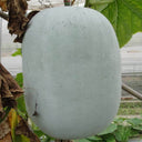 Jiemei Pink Skin Winter Melon Seeds, 50 Seeds